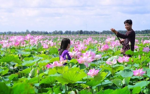 Ngẩn ngơ trước vẻ đẹp khu du lịch Đồng Sen Tháp Mười nổi tiếng Đồng Tháp